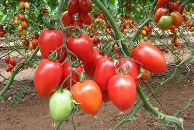 Урожайные сорта томатов для теплиц