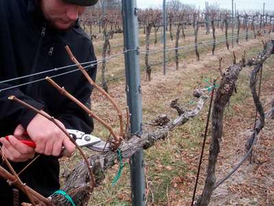 Чем обработать виноград перед укрытием на зиму?