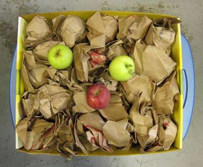Как хранить яблоки на зиму?