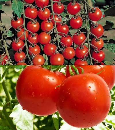 Сорта помидор устойчивые к фитофторе