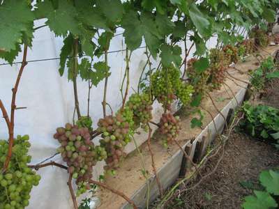 Как вырастить виноград в средней полосе?