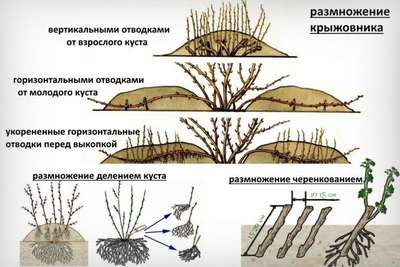 Размножение крыжовника черенками, отводками и делением куста