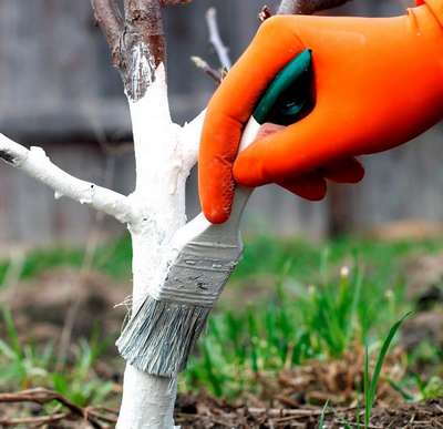 Побелка деревьев в саду весной: когда и как белить?