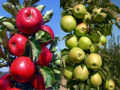 Колоновидные яблони: лучшие сорта, посадка и уход