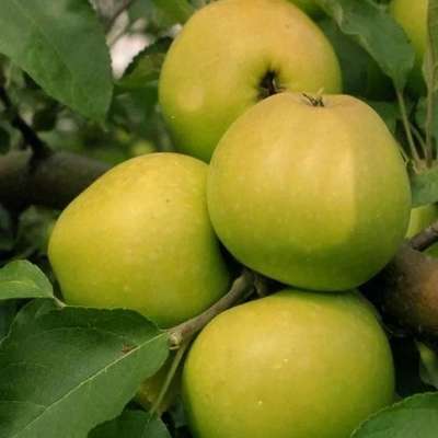 Сорт яблони Грушовка Зимняя