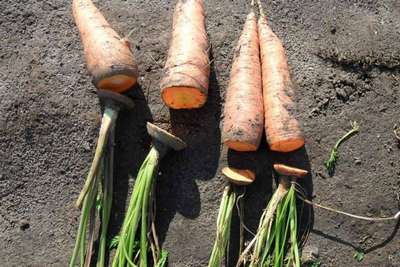 Обрезка моркови для хранения на зиму