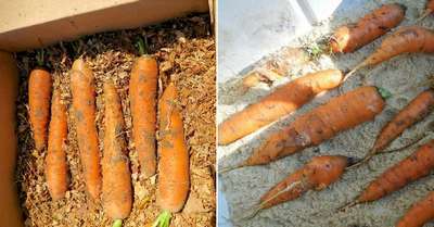 Хранение моркови на грядке до весны
