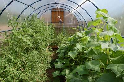 Можно ли выращивать помидоры и огурцы в одной теплице?