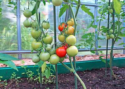 Как вырастить помидоры в теплице из поликарбоната?