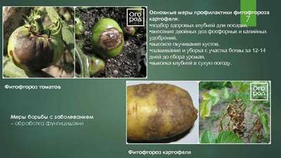 Фитофтороз картофеля: симптомы и профилактика