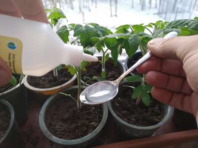 Подкормка рассады томатов для ее укрепления и роста