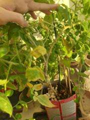 На рассаде томатов появились белые пятна и сохнут листья