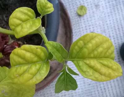 Желтеют листья у рассады перца: причины и что делать?