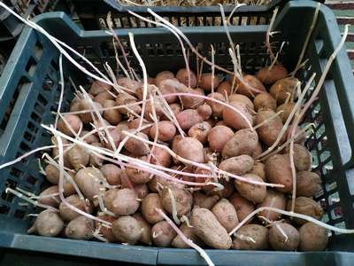 Как прорастить картофель перед посадкой?