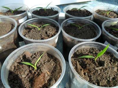 Выращивание рассады перца из семян