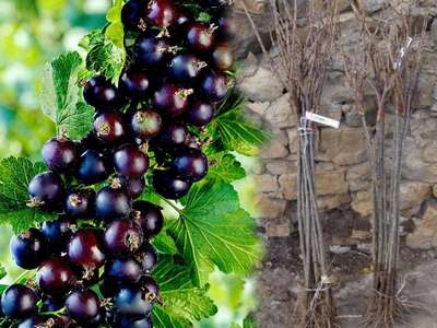 Черная смородина Титания: описание сорта, выращивание и уход
