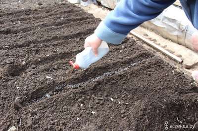 Как посадить морковь весной в открытый грунт?