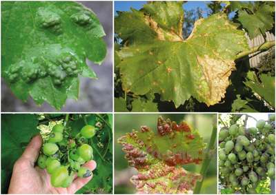 Заболевания винограда и их лечение