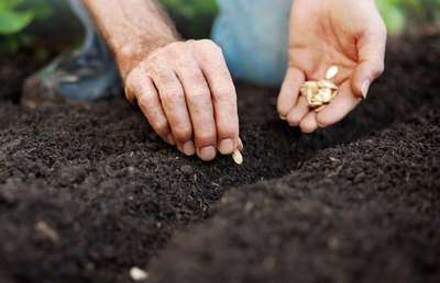 Как сажать тыкву семенами в открытый грунт?