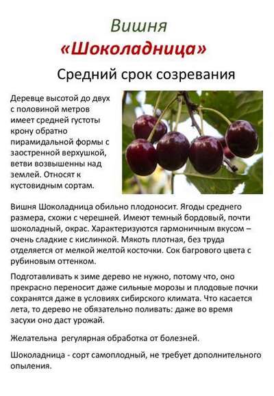 Сорт вишни Чернокорка: описание, правила выращивания и ухода