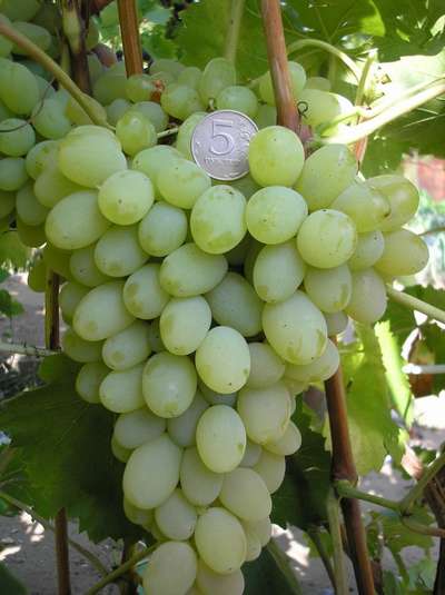 Сорт винограда Августин