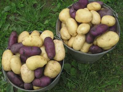Самые урожайные сорта картошки