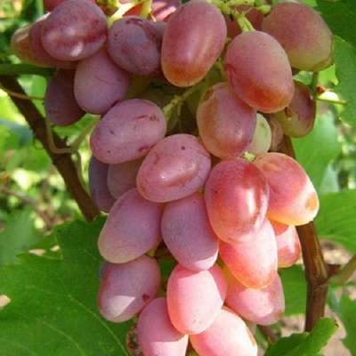 Сорт винограда Арочный