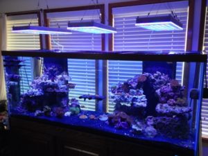 Освещение аквариума светодиодными прожекторами: как подобрать, рассчитать, закрепить и сделать самому светильник для аквариума и травника
