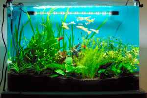 Светодиодная лента для аквариума: какую выбрать для освещения, бывают ли влагозащитные (водонепроницаемые), как рассчитать для аквариума с растениями