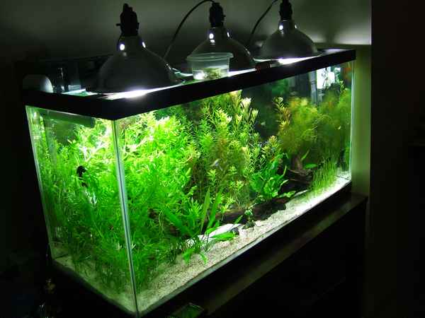 Какое должно быть освещение для аквариума с растениями