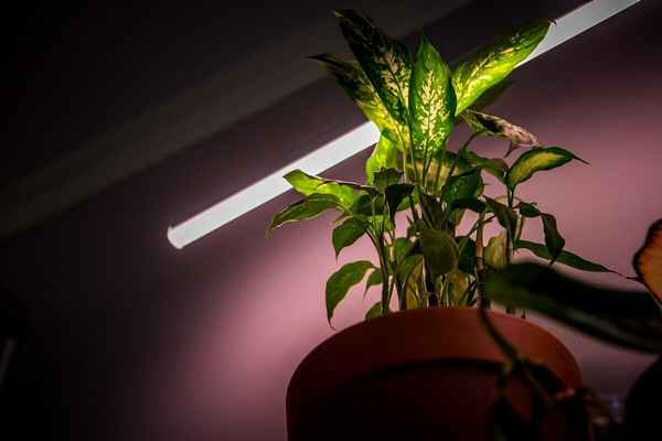 Светодиодное Освещение для Растений: Виды, Особенности Выбора